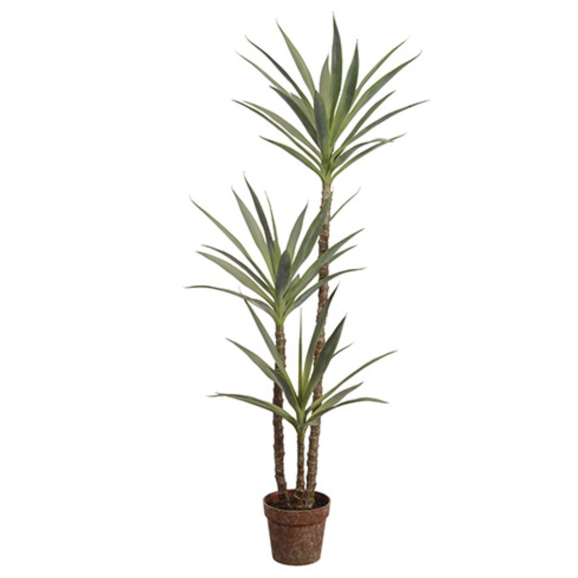 59 Yucca Tree