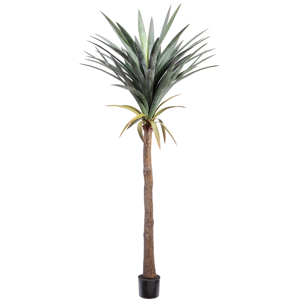 74 Yucca Tree