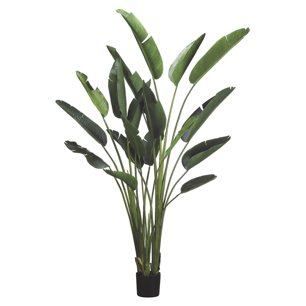 93 Bird of Paradise Plant