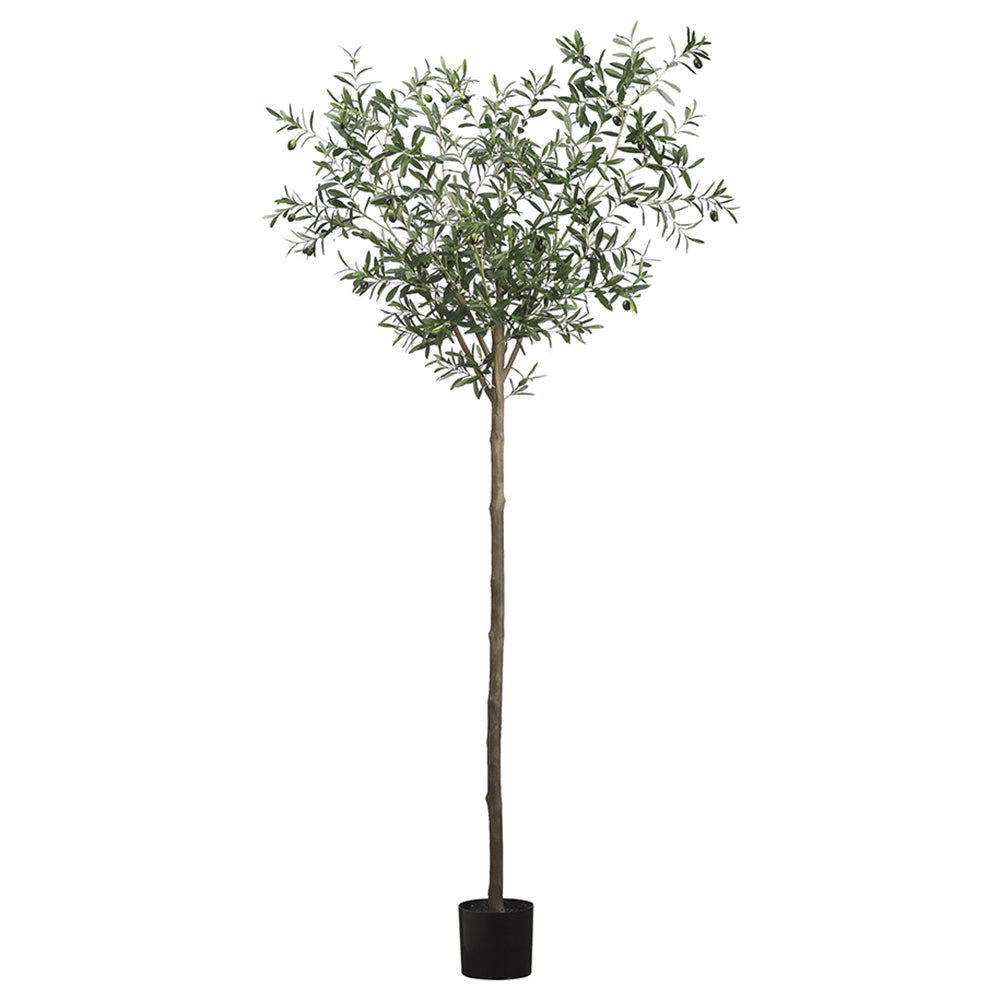 95 Olive Tree