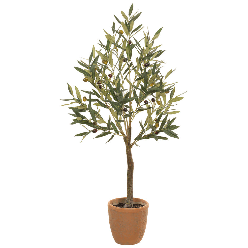 41 Olive Tree