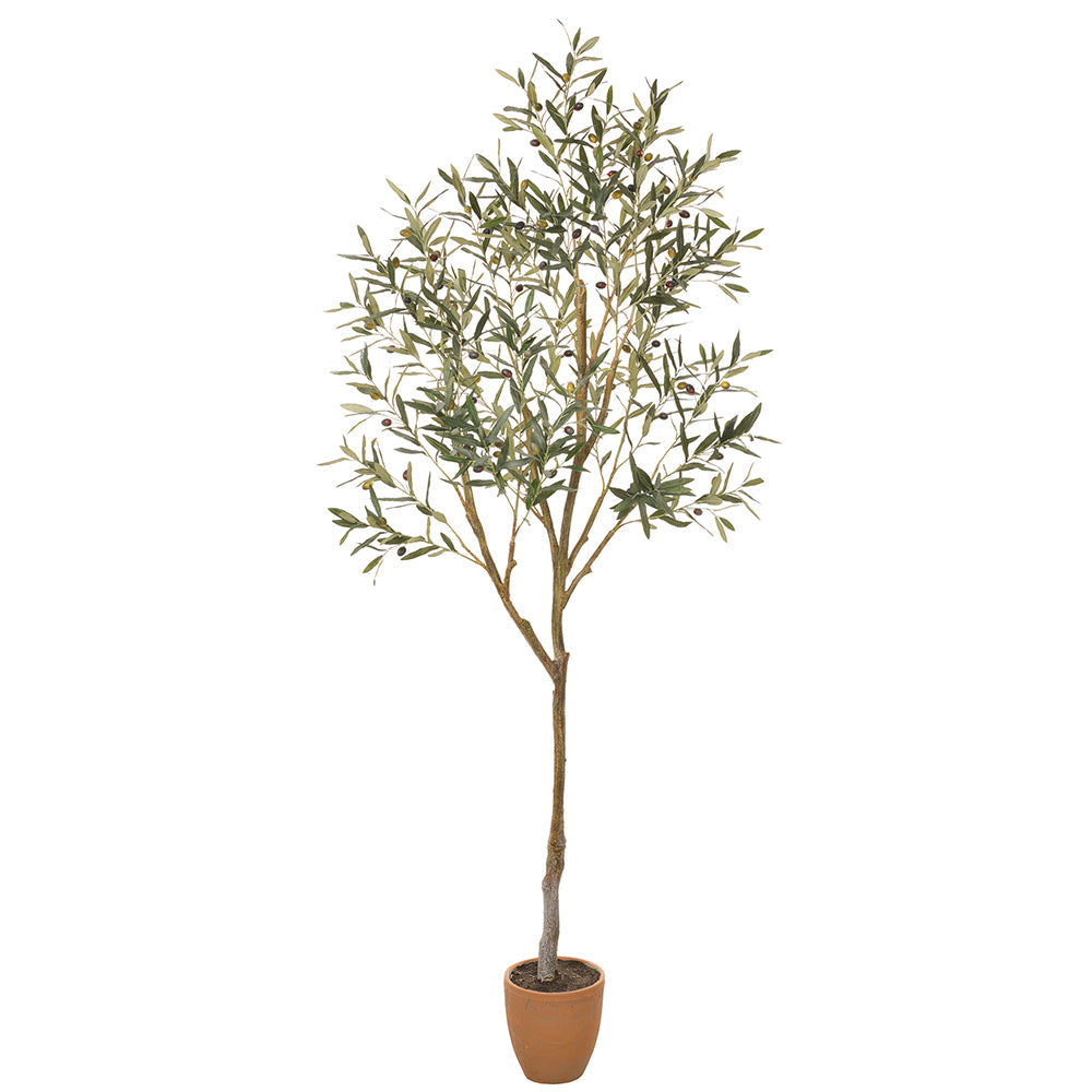 84 Olive Tree